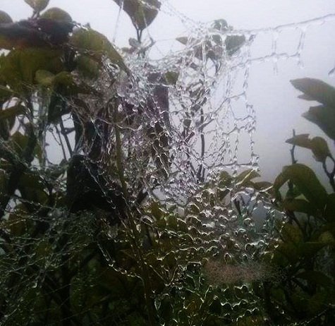 Những tia băng nhỏ tại đỉnh núi phía Tây Nghệ An.